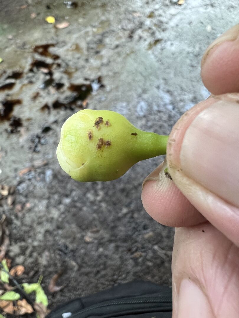 新手蓮霧農，蓮霧斑點啊～