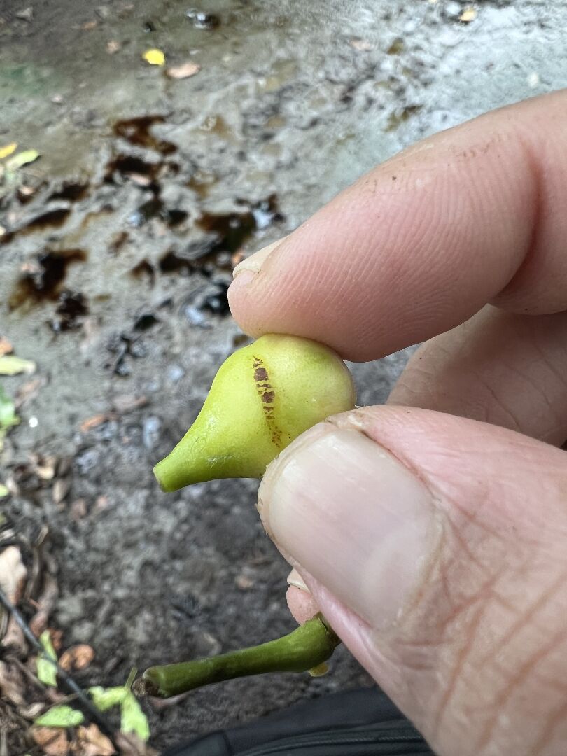 新手蓮霧農，蓮霧斑點啊～