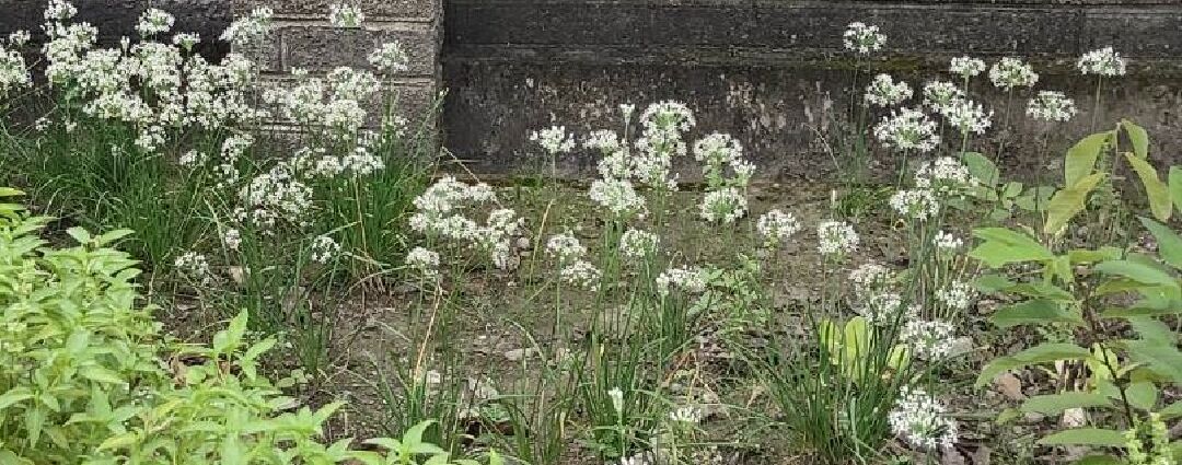 韭菜開花要剪掉嗎？