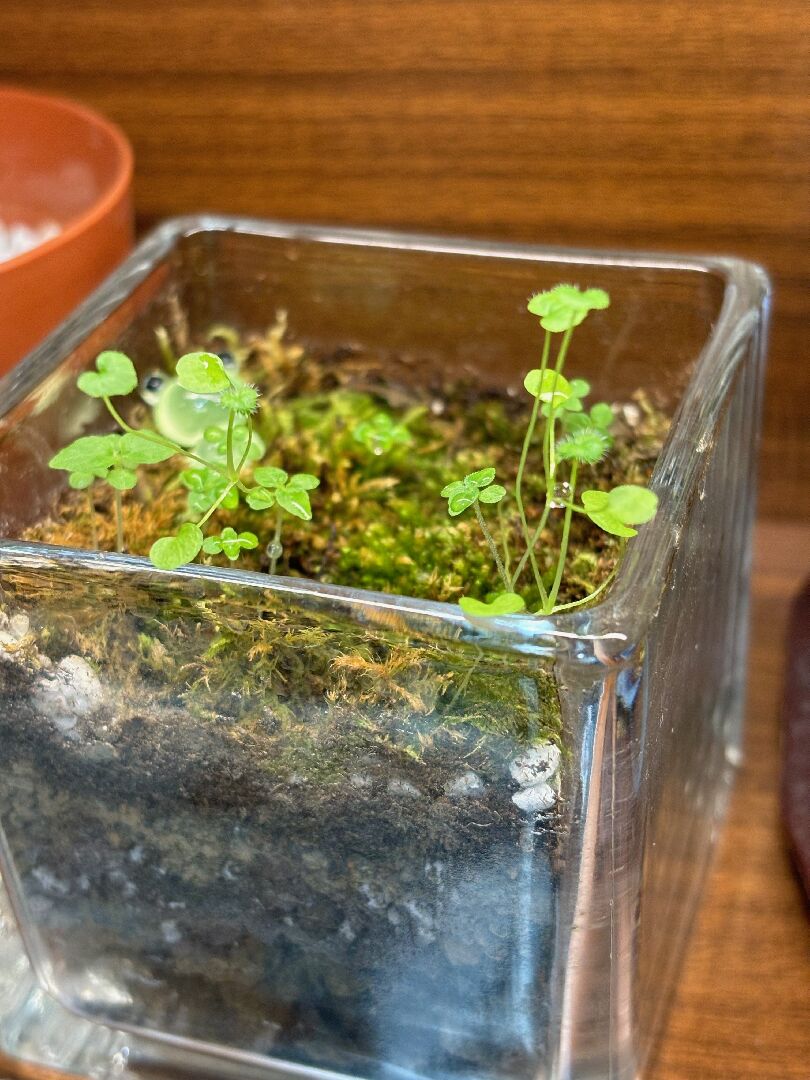 請問這是什麼植物？