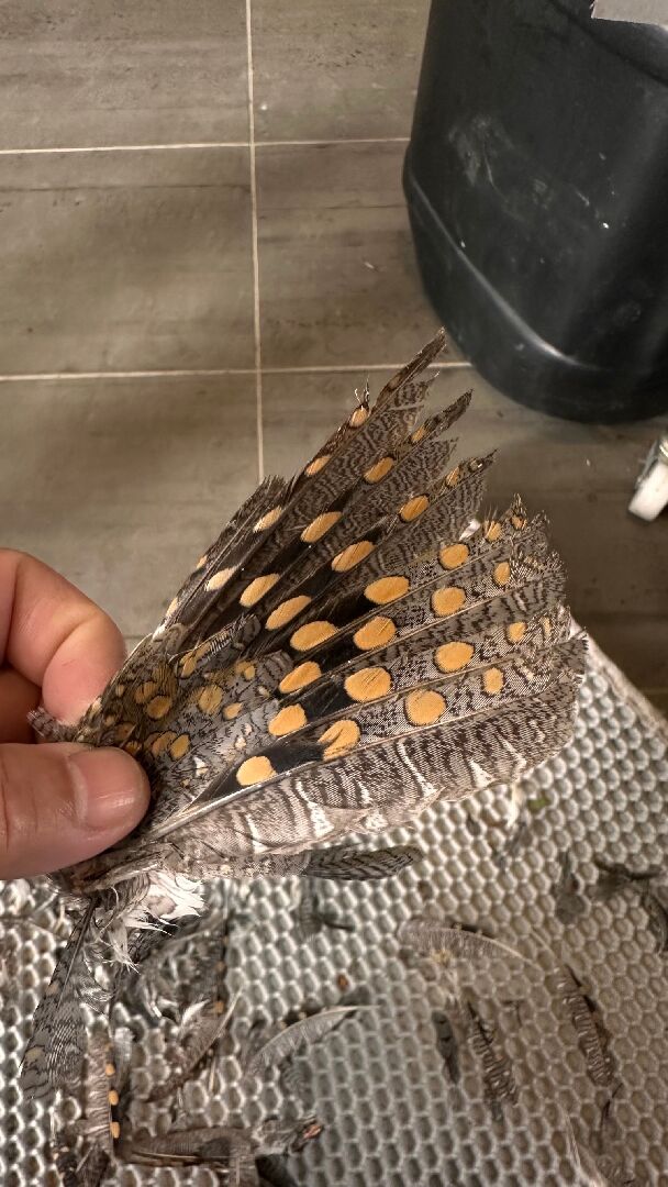 這是什麼鳥類的羽毛？