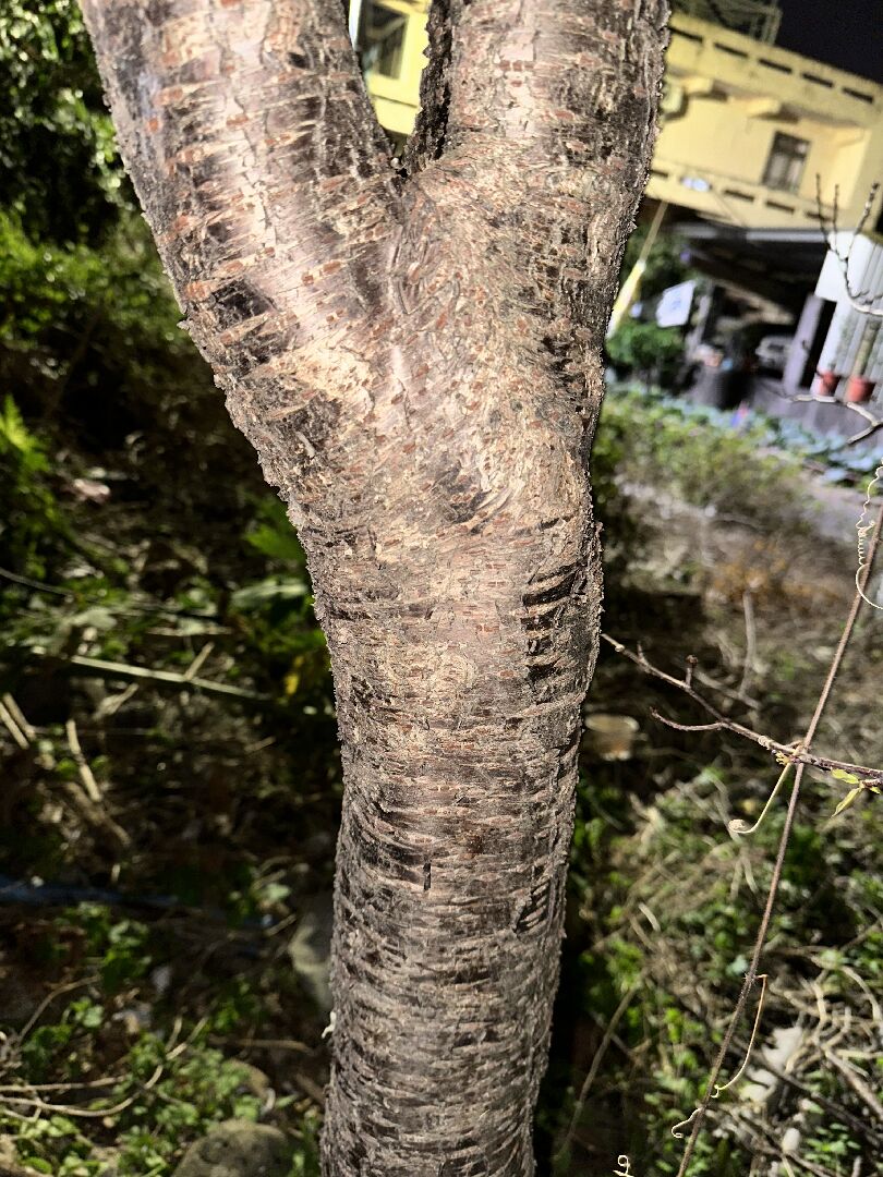 櫻花樹枝幹枯萎，樹皮剝落已不見光澤