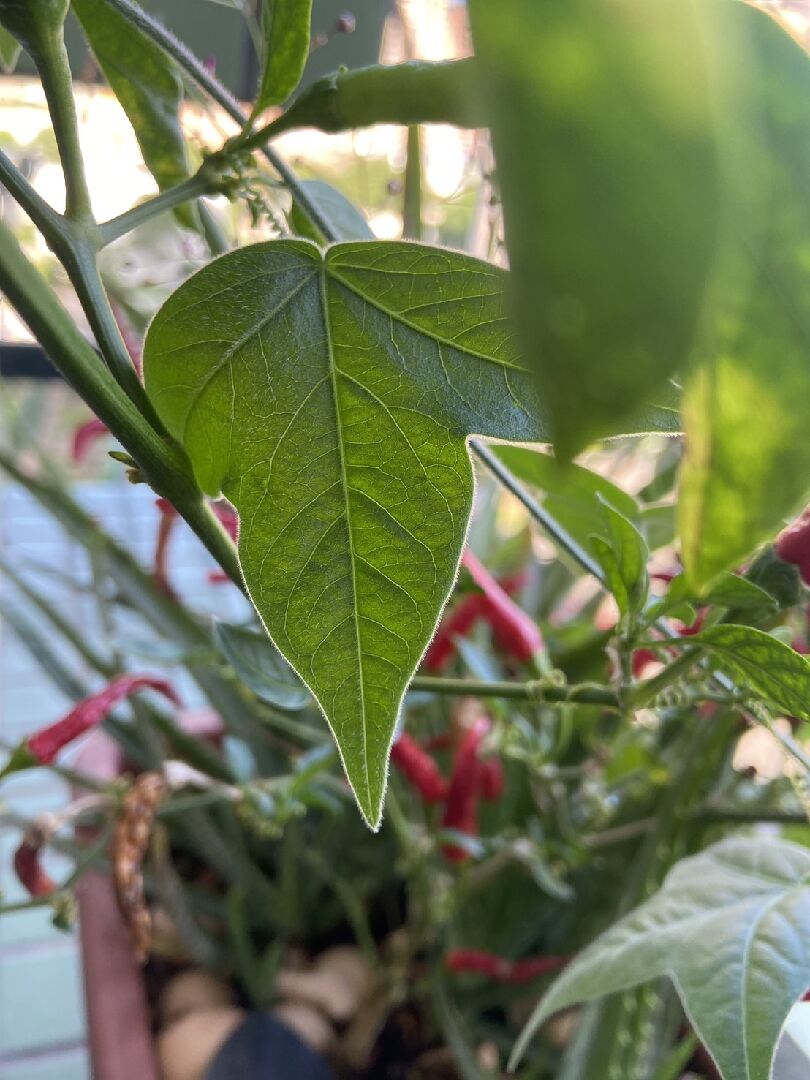 請問這是甚麼植物?