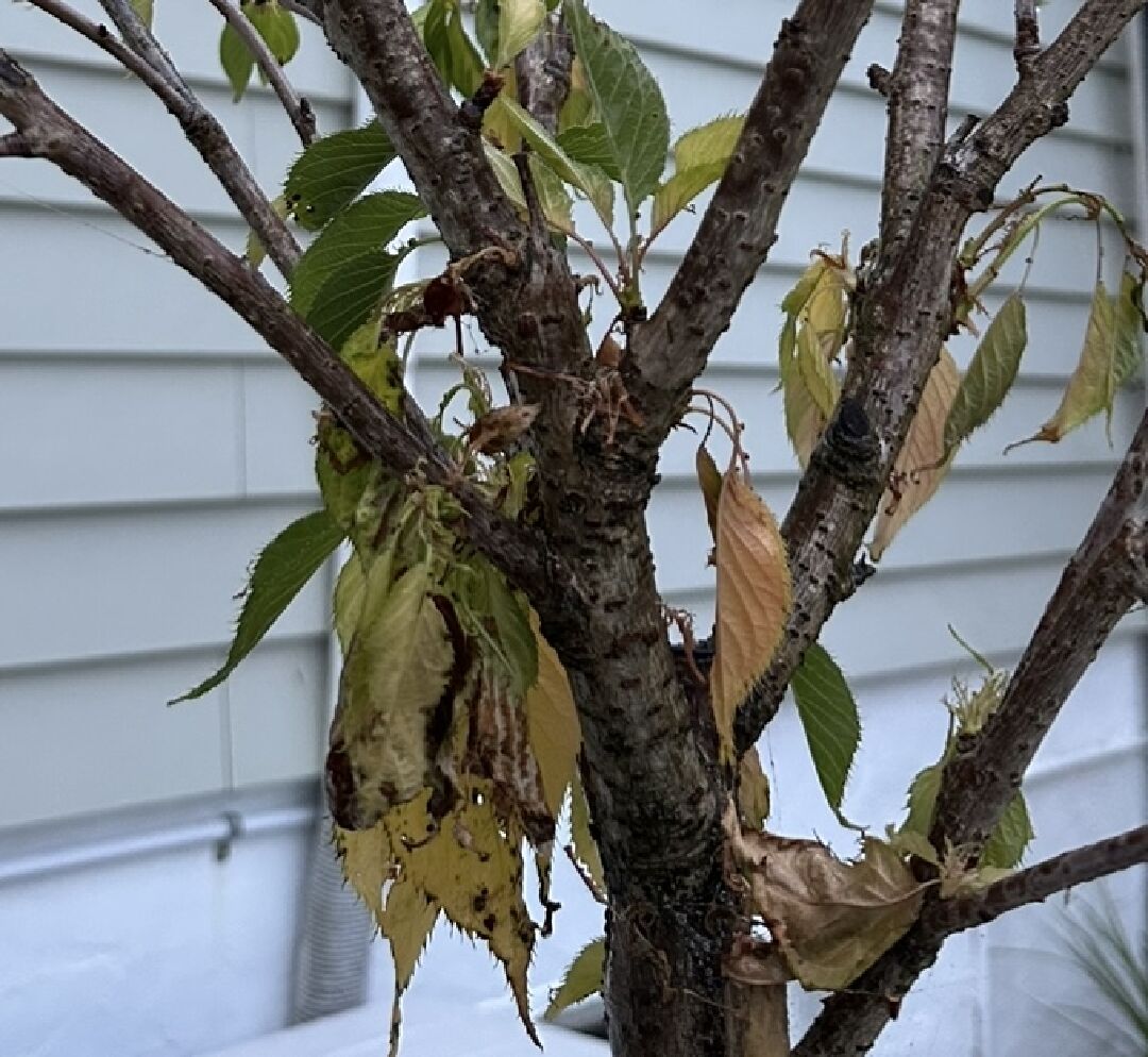 櫻花葉枯黃掉落