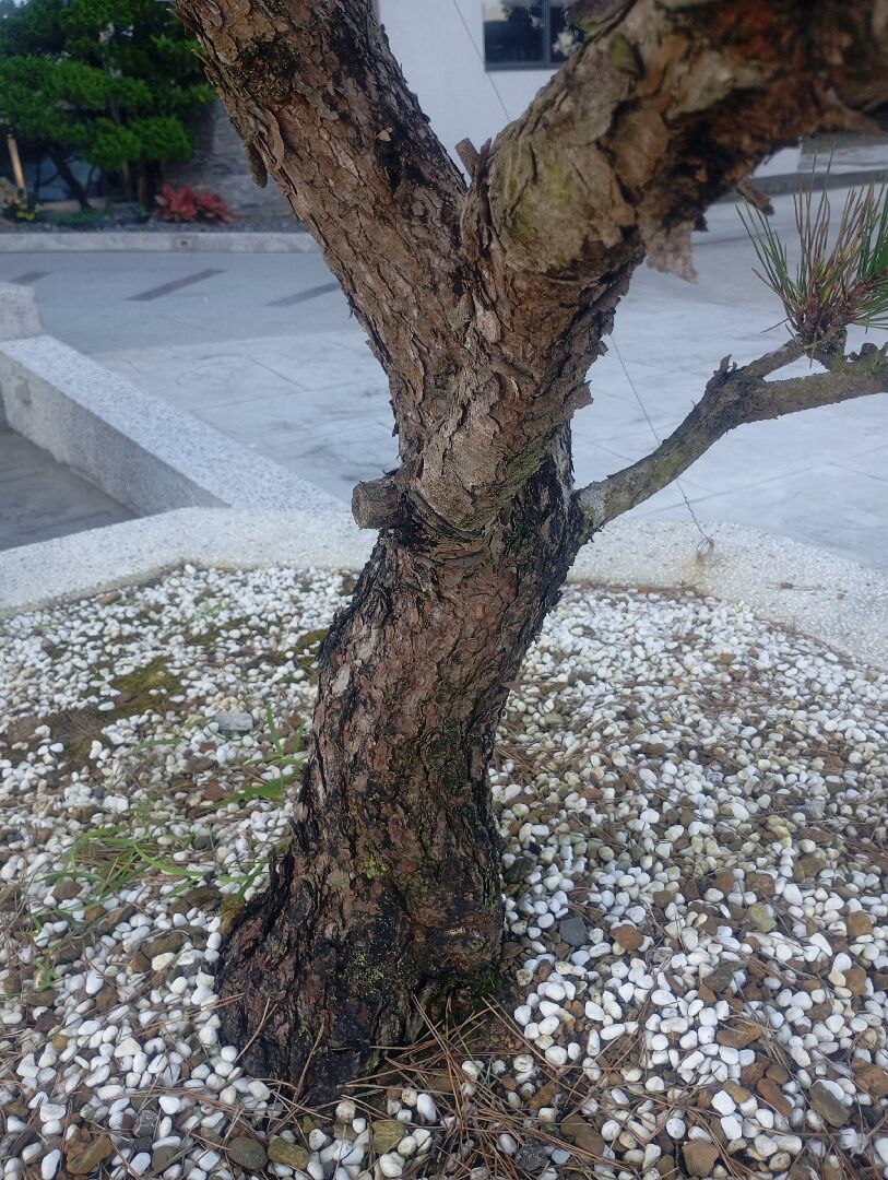 松樹樹幹變黑，樹葉變黃褐色