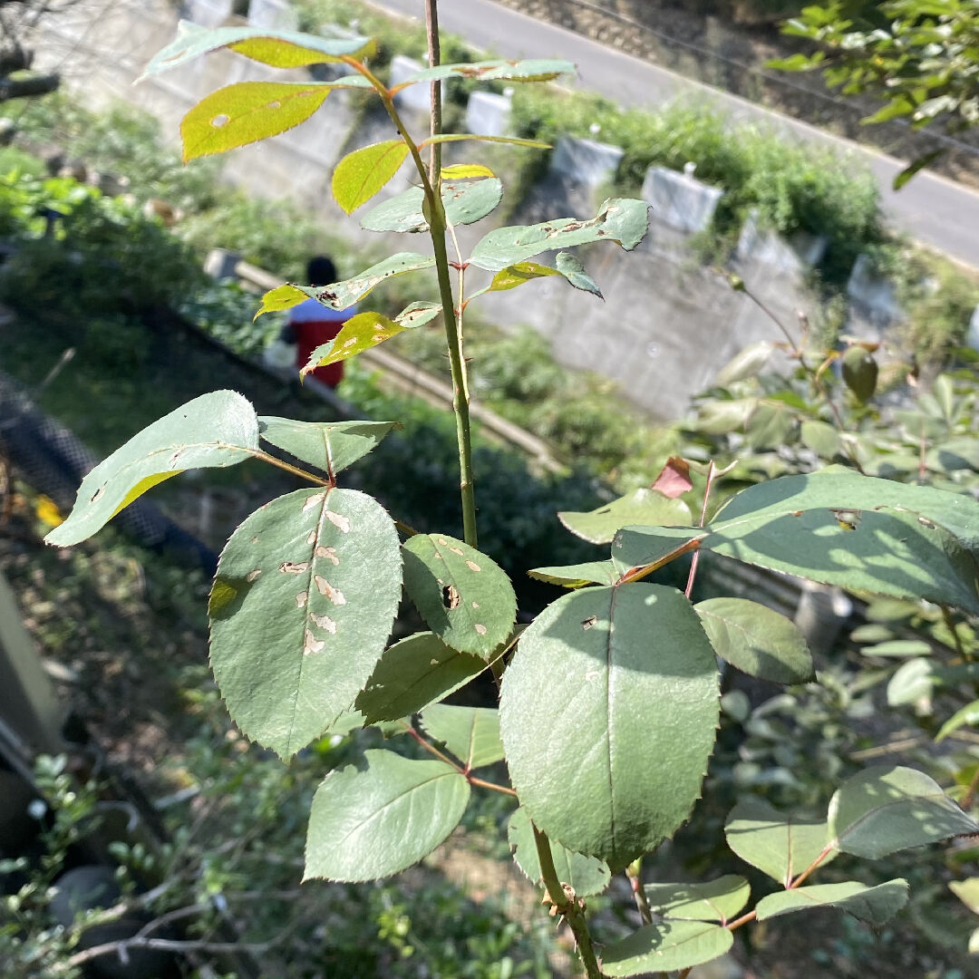 玫瑰花花蕾枯萎、有蟲咬、有褐色但感覺不像褐斑病