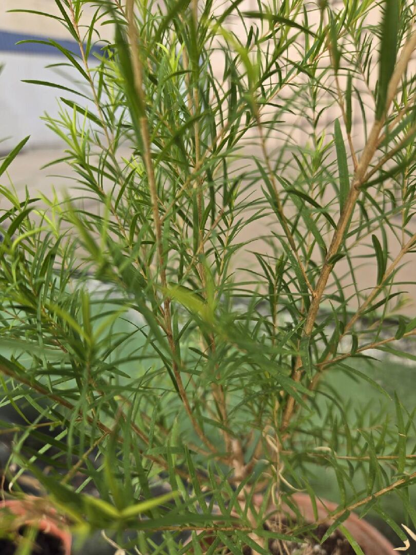 請問這株叫做什麼?