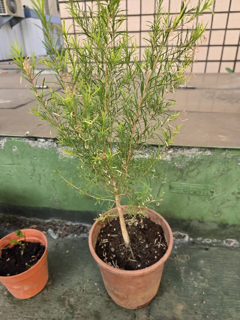 請問這株叫做什麼?