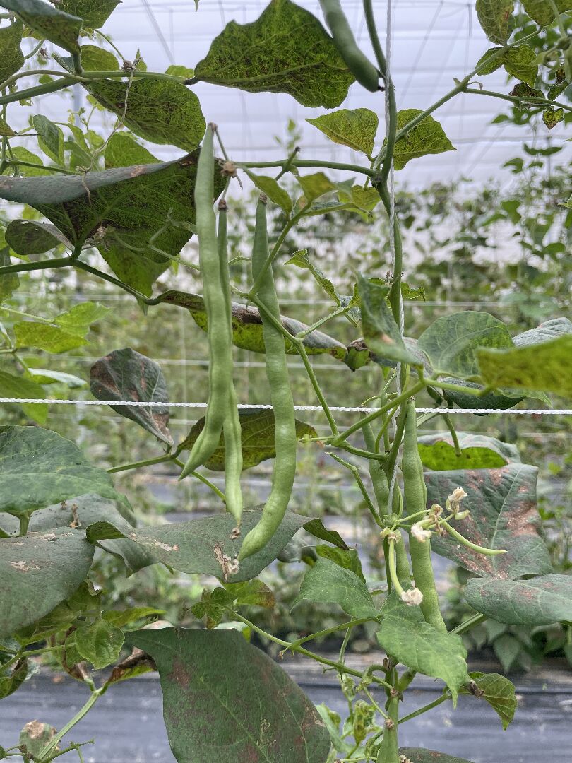 四季豆豆莢提早結仁