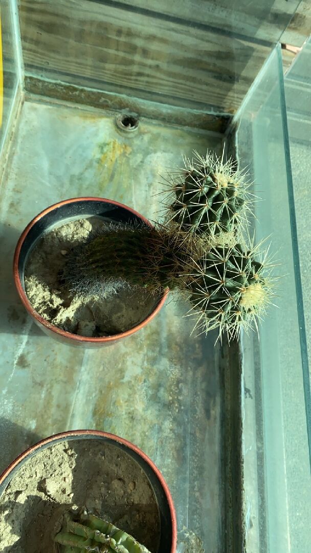 請問我的仙人掌有生病嗎