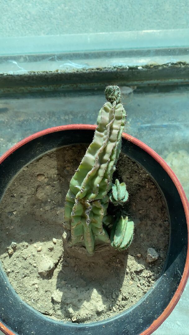 請問我的仙人掌有生病嗎