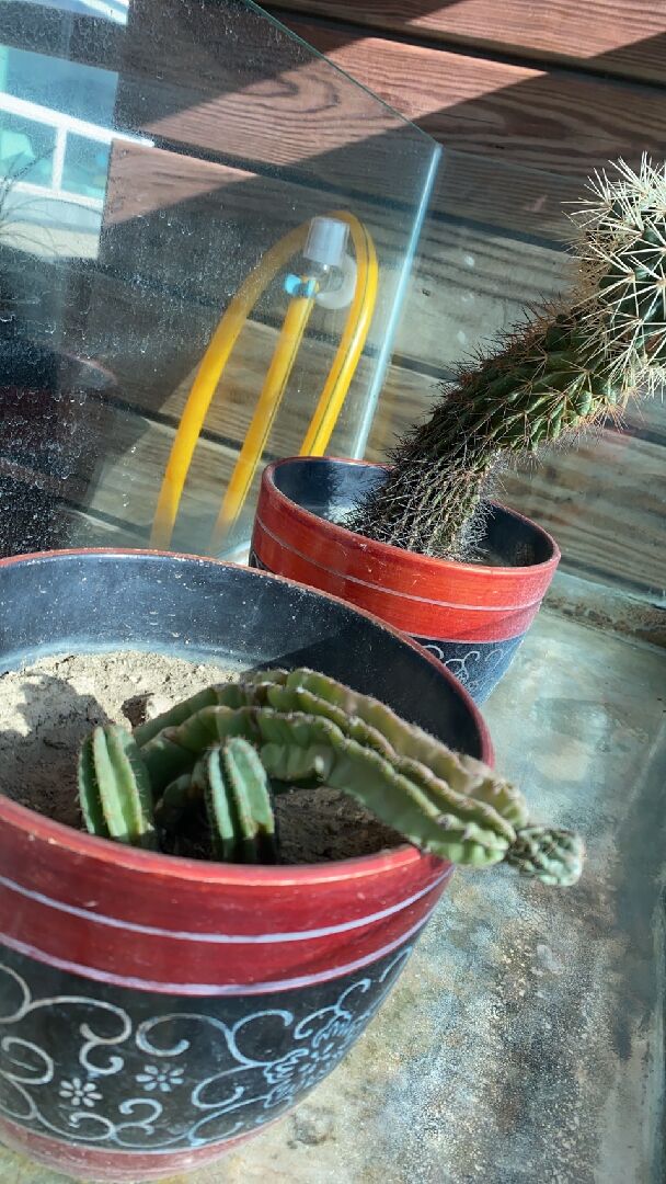 請問我的仙人掌有生病嗎