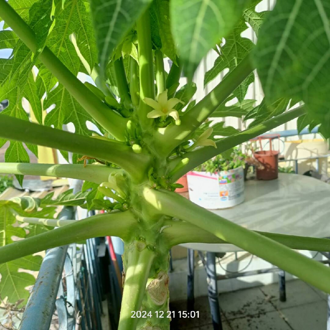 我家的盆栽木瓜樹為何只開花不結果?