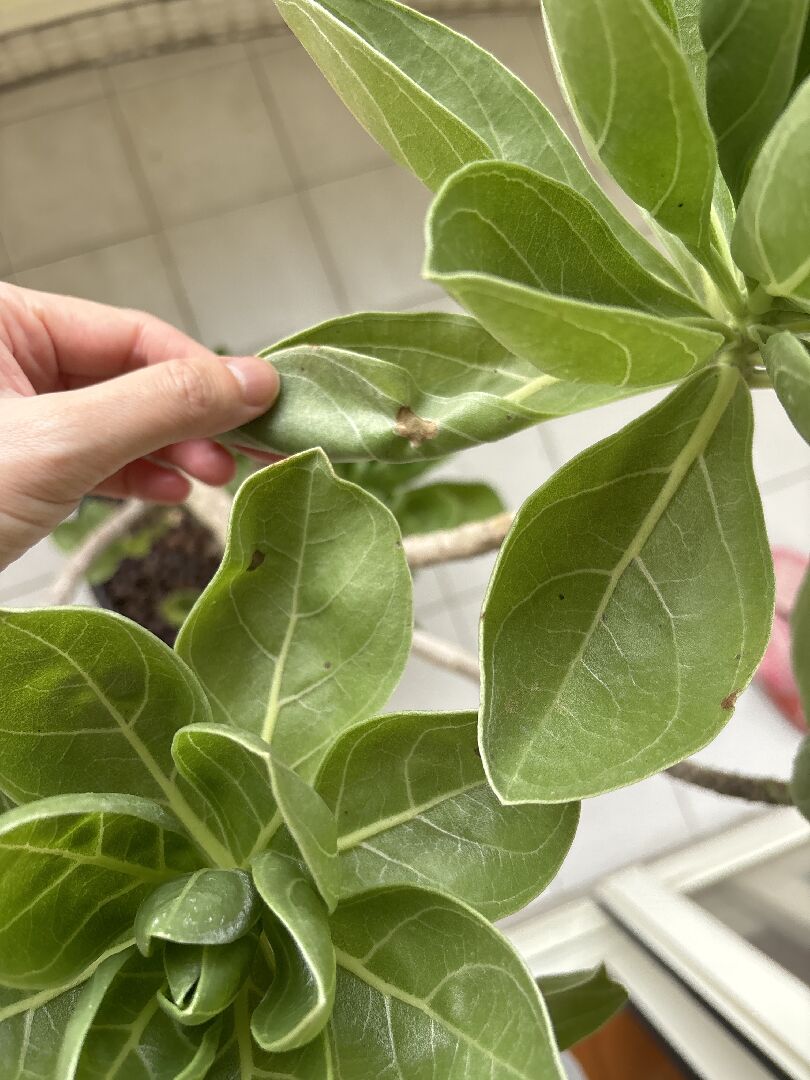 白水木的葉子出現咖啡及黑色片狀