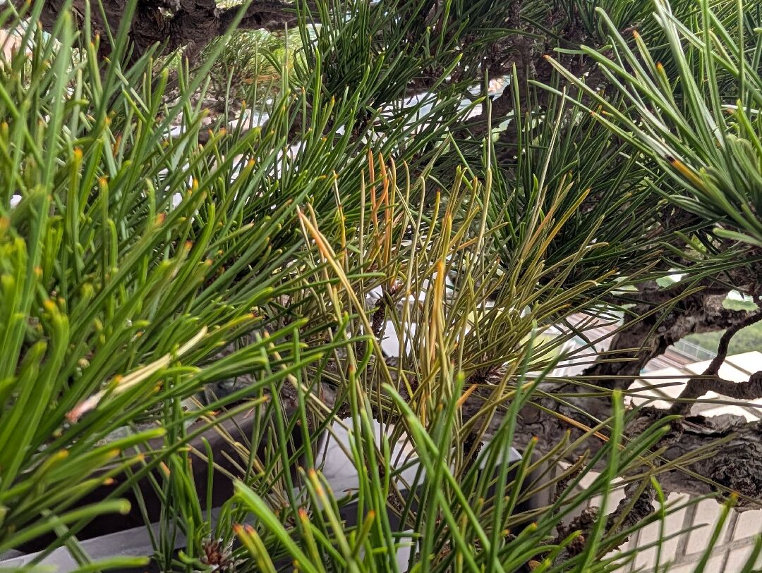 二葉松盆栽問題