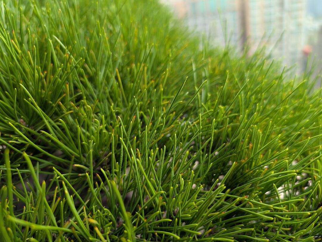 二葉松盆栽問題