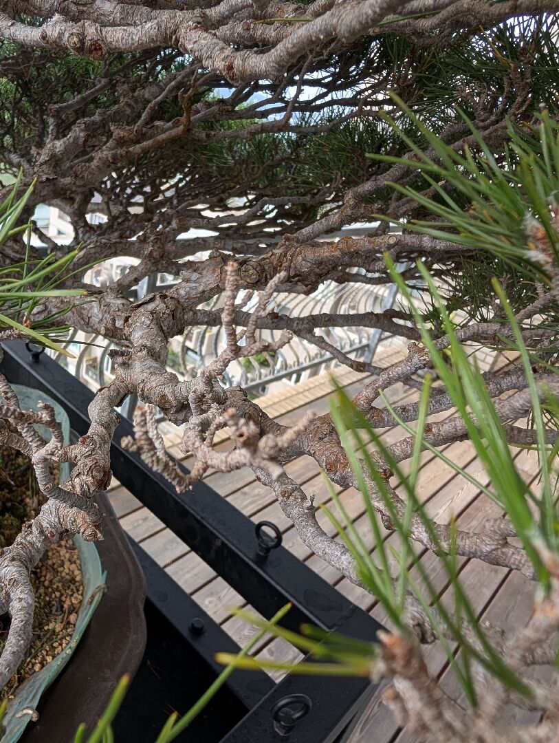 二葉松盆栽問題