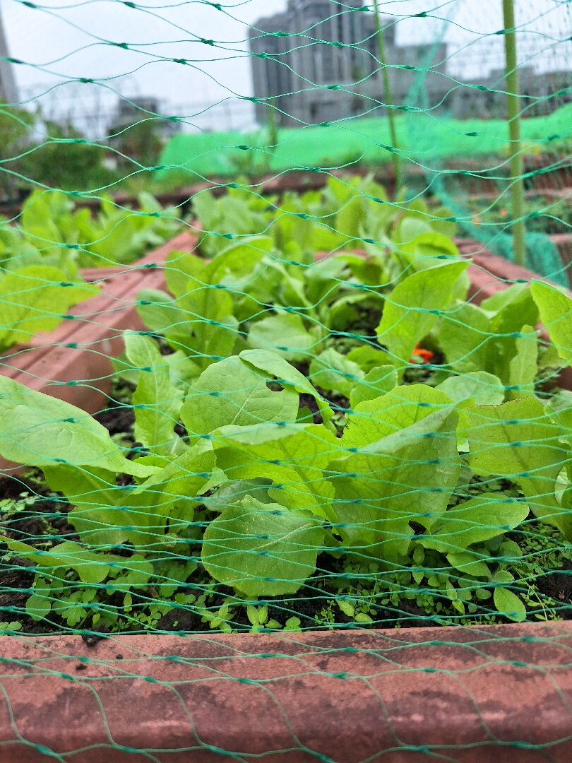 嫩莖筒篙長不高