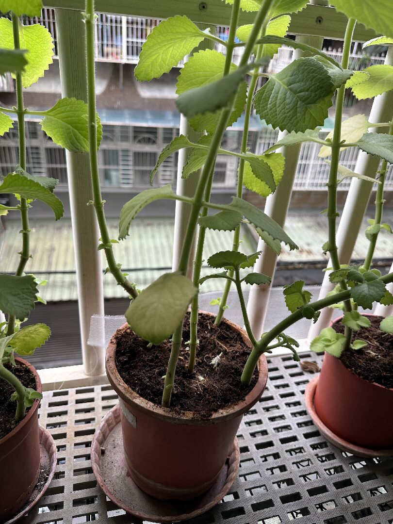 左手香 葉面邊緣焦黑