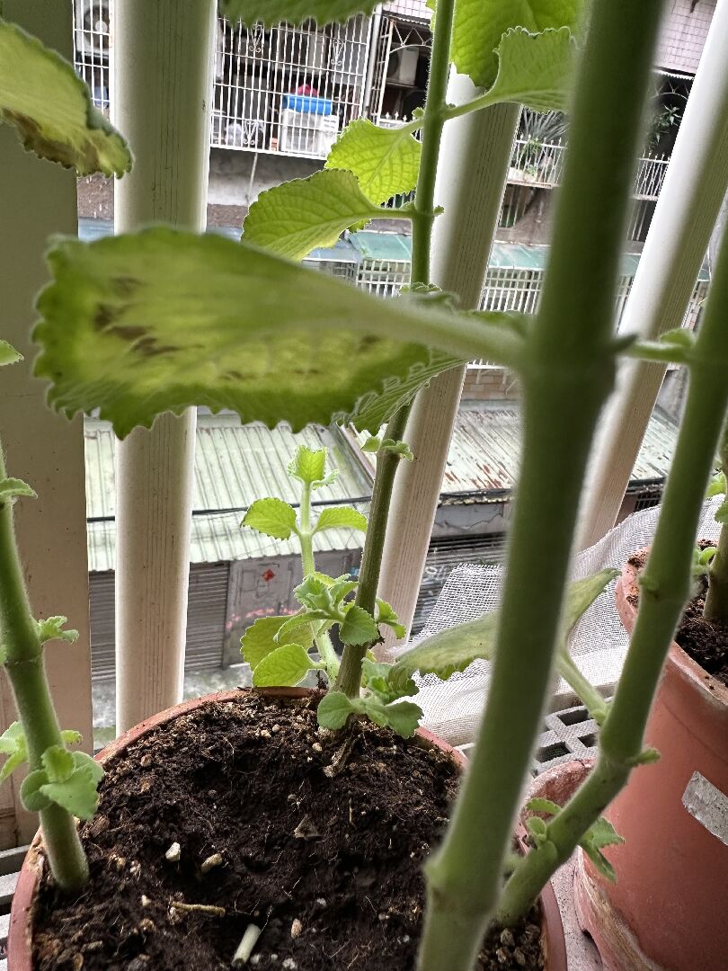 左手香 葉面邊緣焦黑