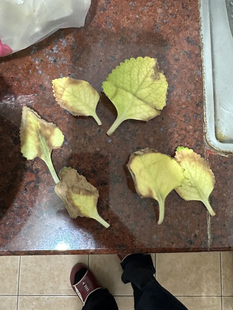 左手香 葉面邊緣焦黑