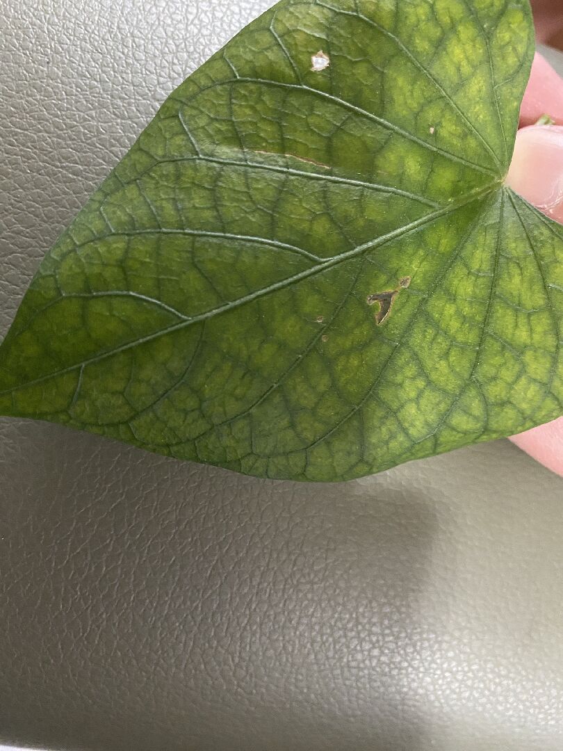 地瓜葉葉脈與顏色與平時不一樣