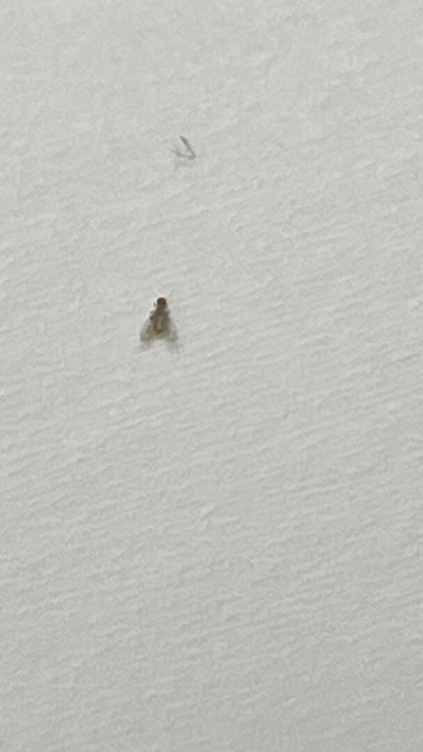 家裡桌上出現這種小蟲，超小一隻，請問這是什麼蟲