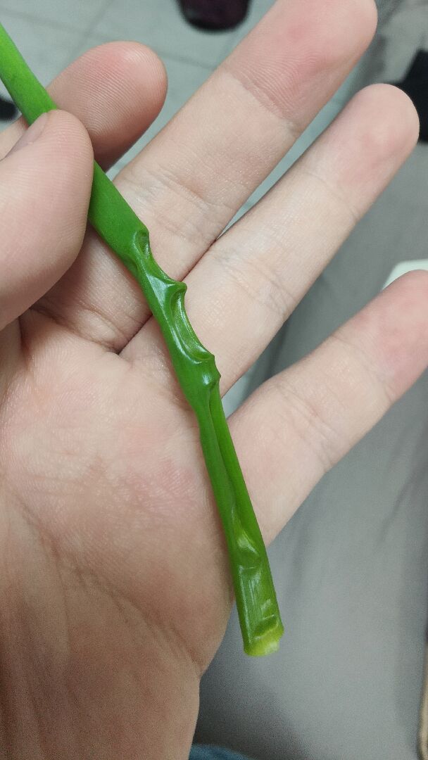 蔥乾癟原因？