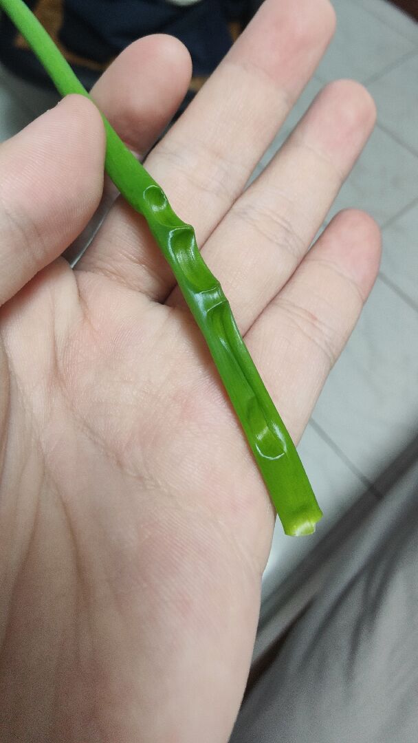 蔥乾癟原因？