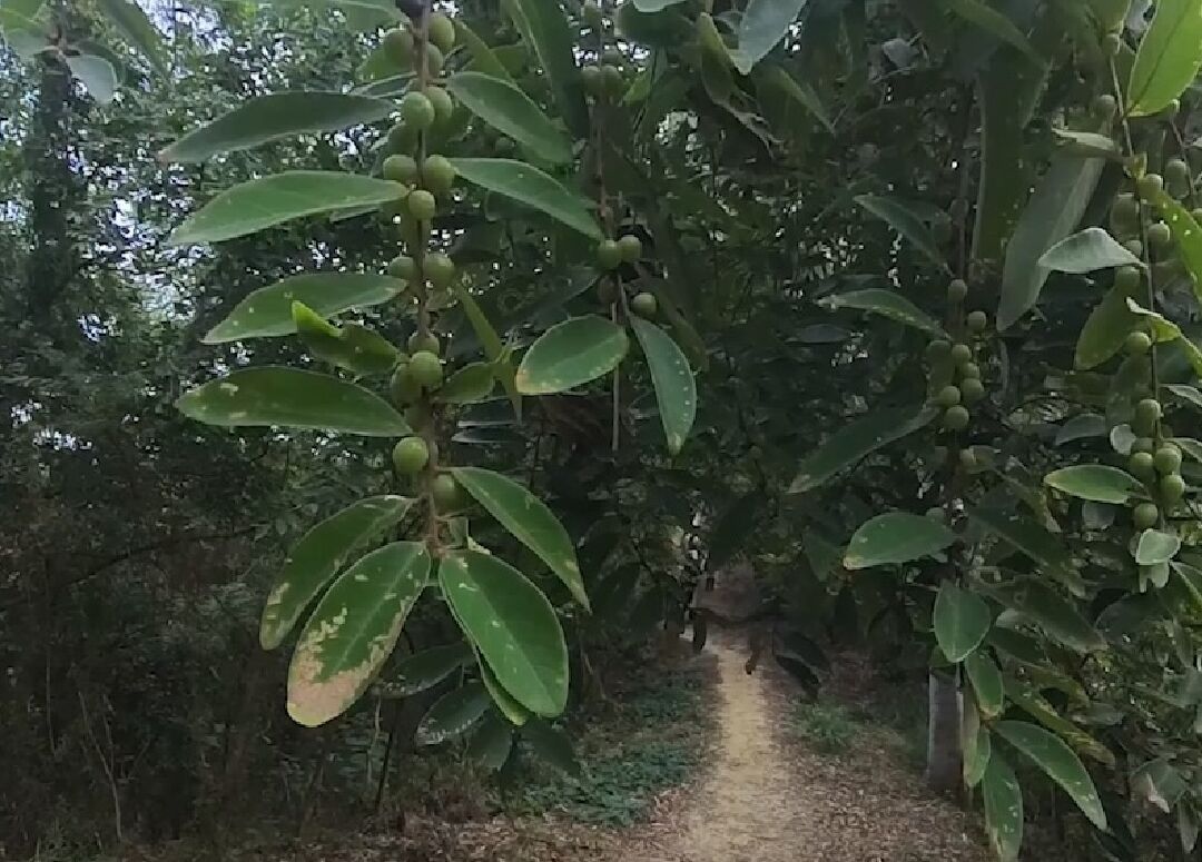 想請問一下這棵植物的名字