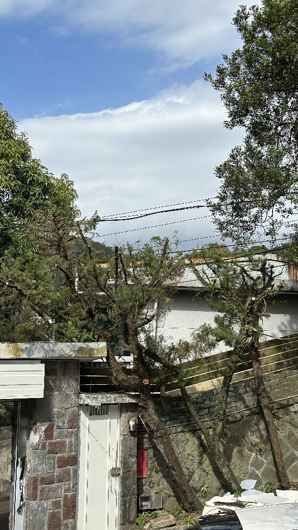 龍柏被鋸成這樣還會長回來嗎？