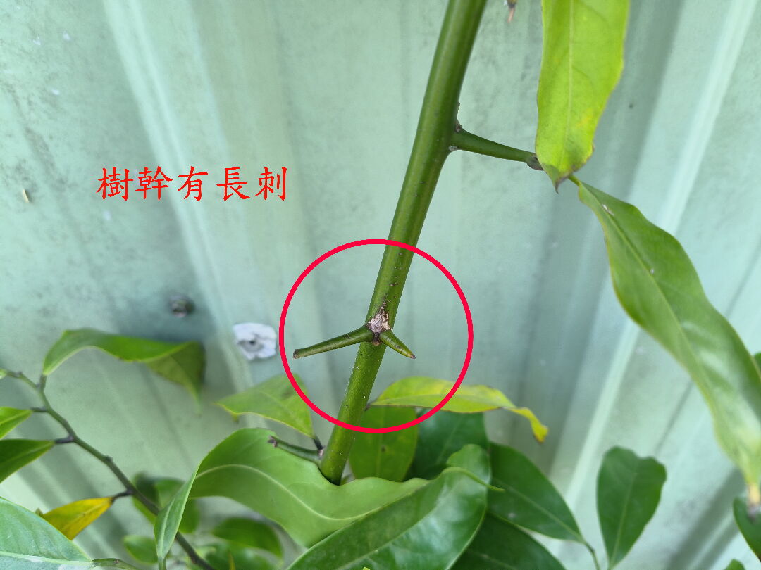 請問他是誰(果樹名稱)