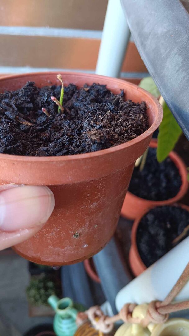 栓皮櫟頂芽枯死