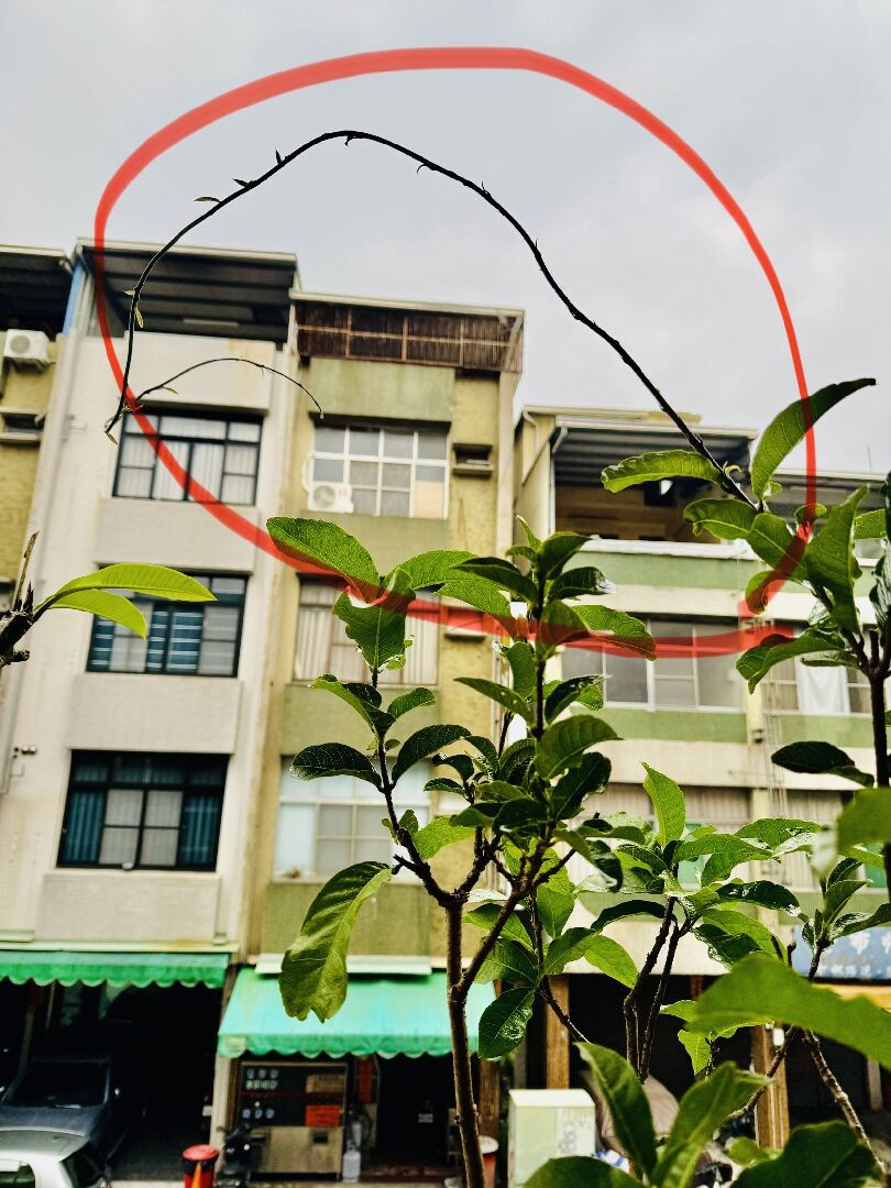 錫葉藤枝條長抽長