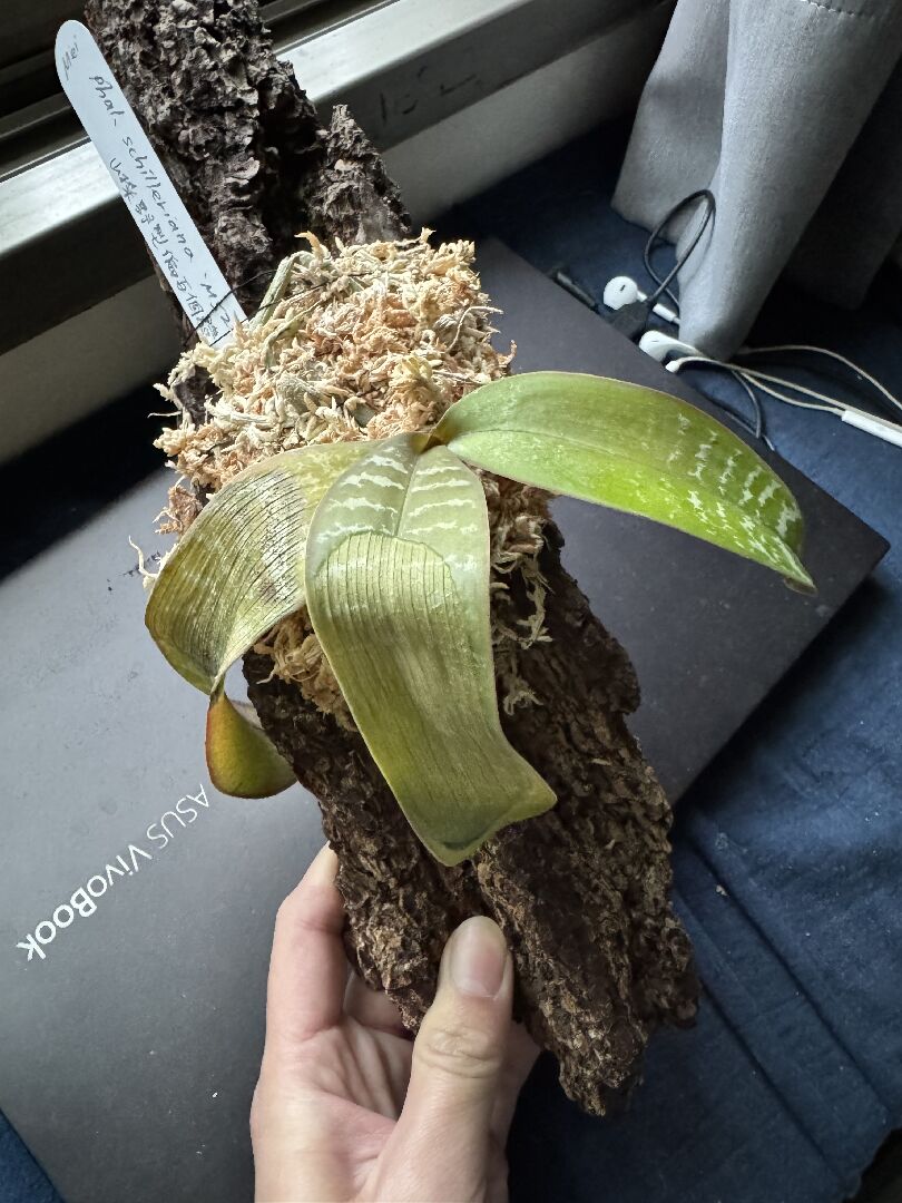 不曉得我的蝴蝶蘭得了什麼病害