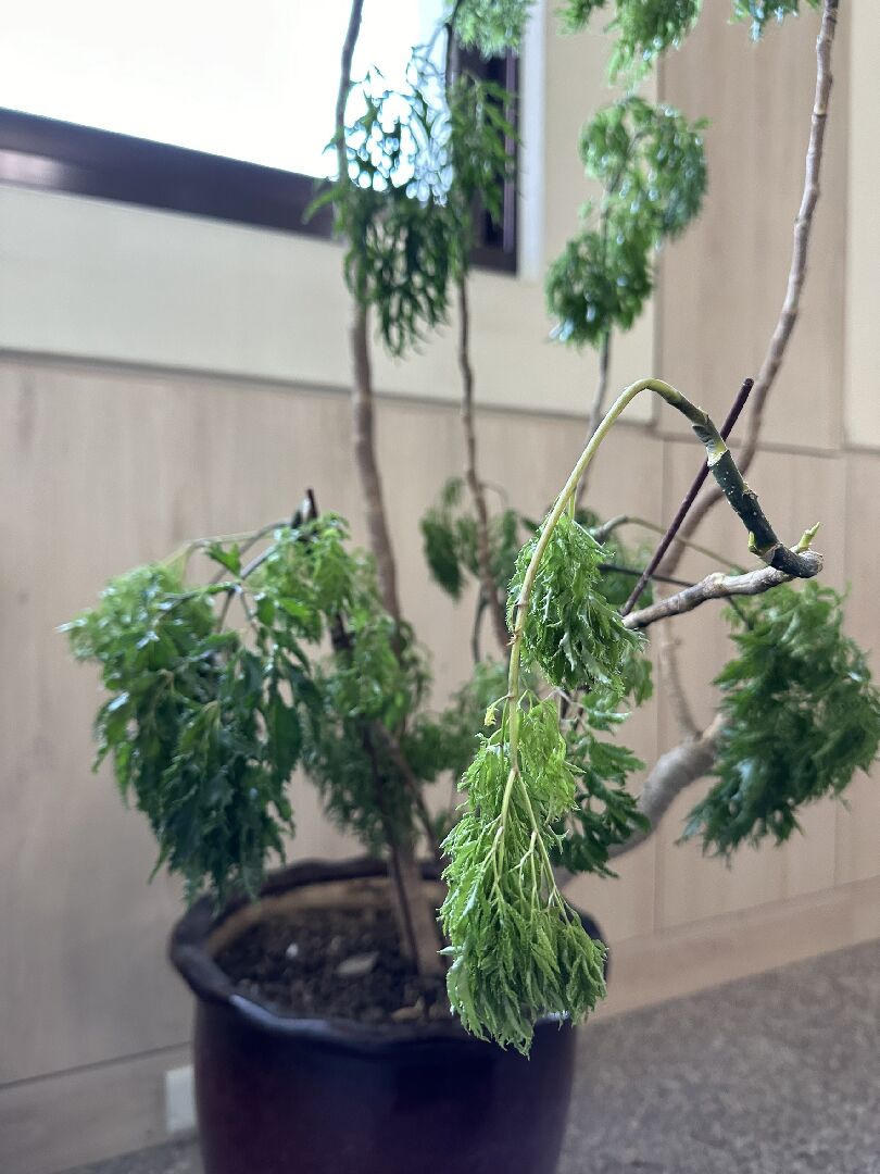 福祿桐照護長出來的都垂垂 一直掉落