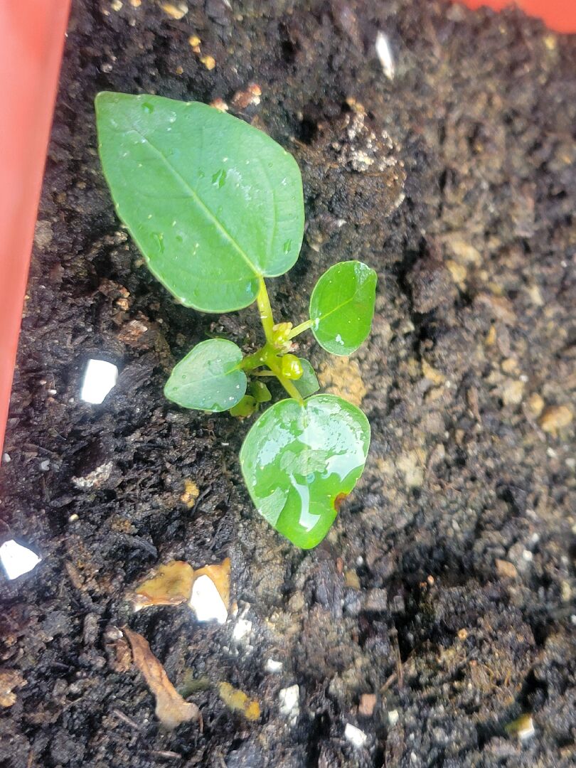 請問這是什麼植物