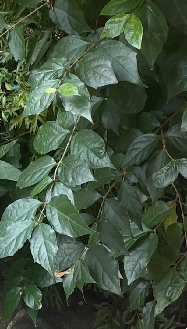 請問這三種是什麼植物?謝謝