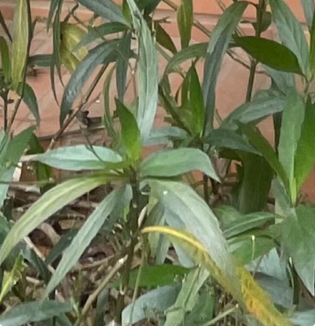 請問這三種是什麼植物?謝謝