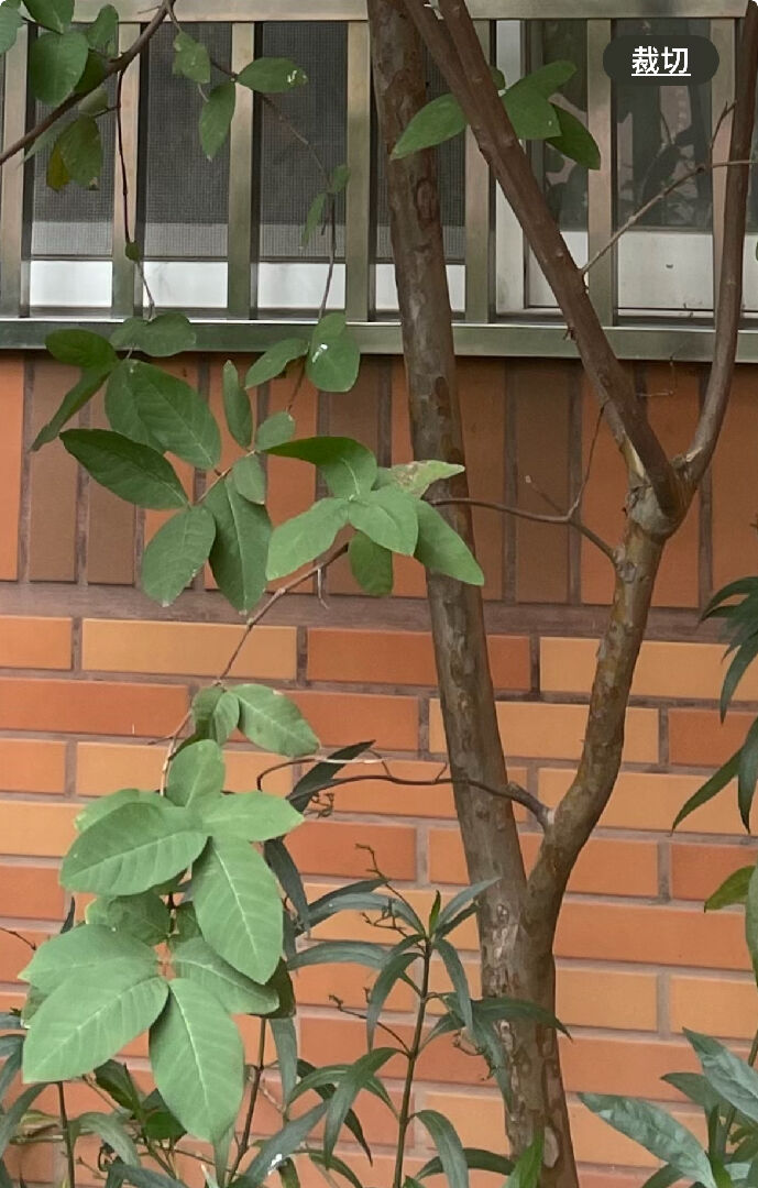 請問這三種是什麼植物?謝謝