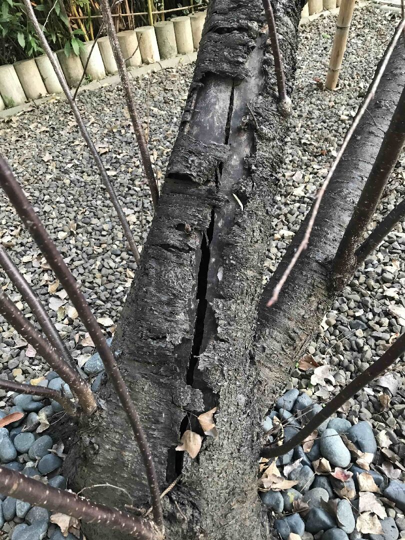 櫻花樹幹裂開了，是生病了嗎？該怎麼處理？
