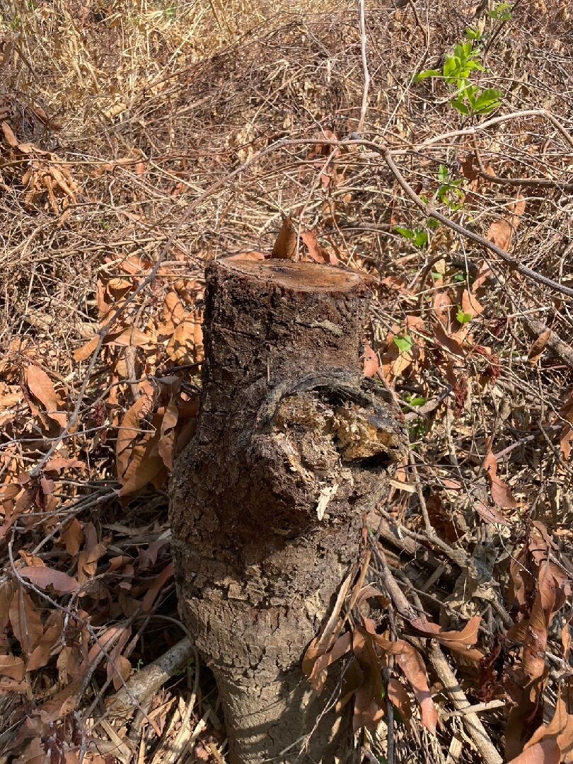 芒果樹矮化問題