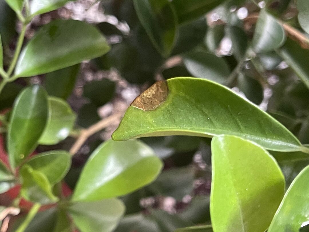 月橘（七里香）葉片出現問題