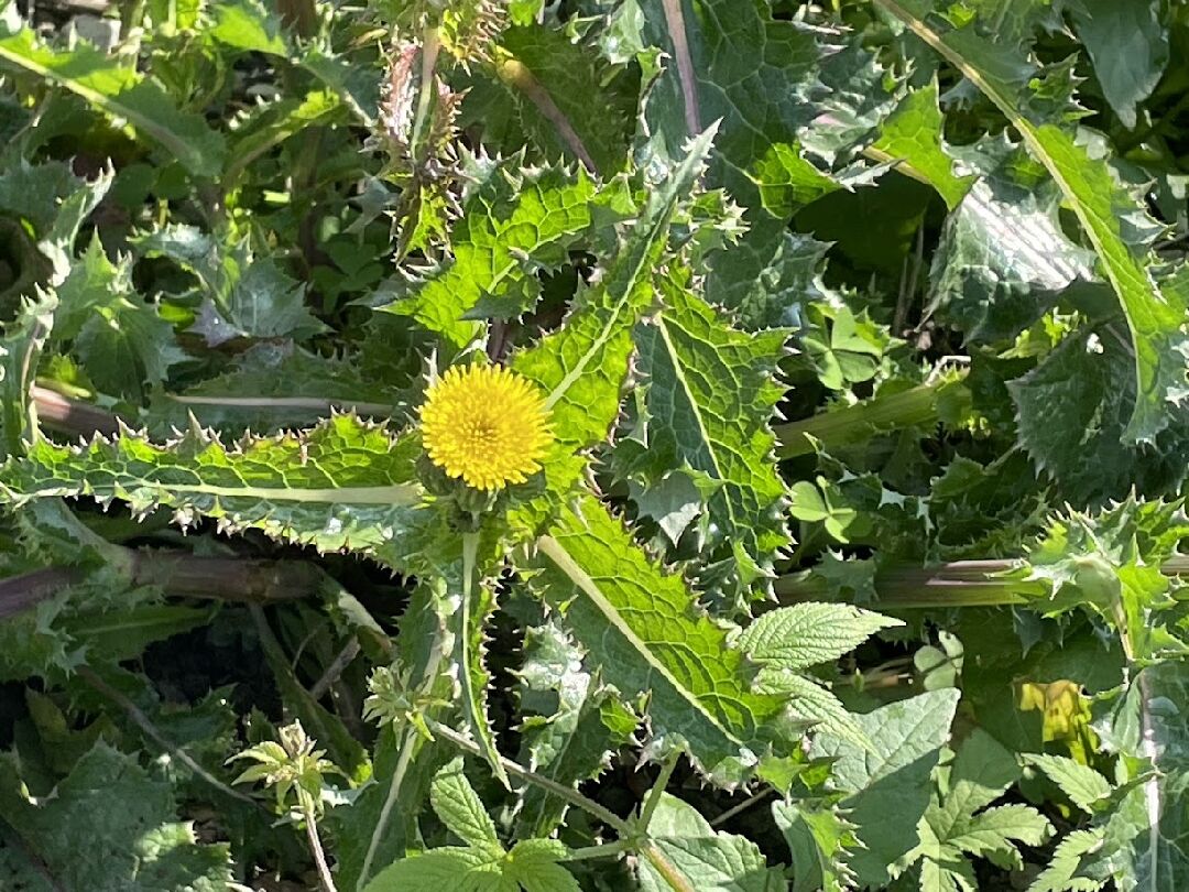 我想問這是什麼植物?