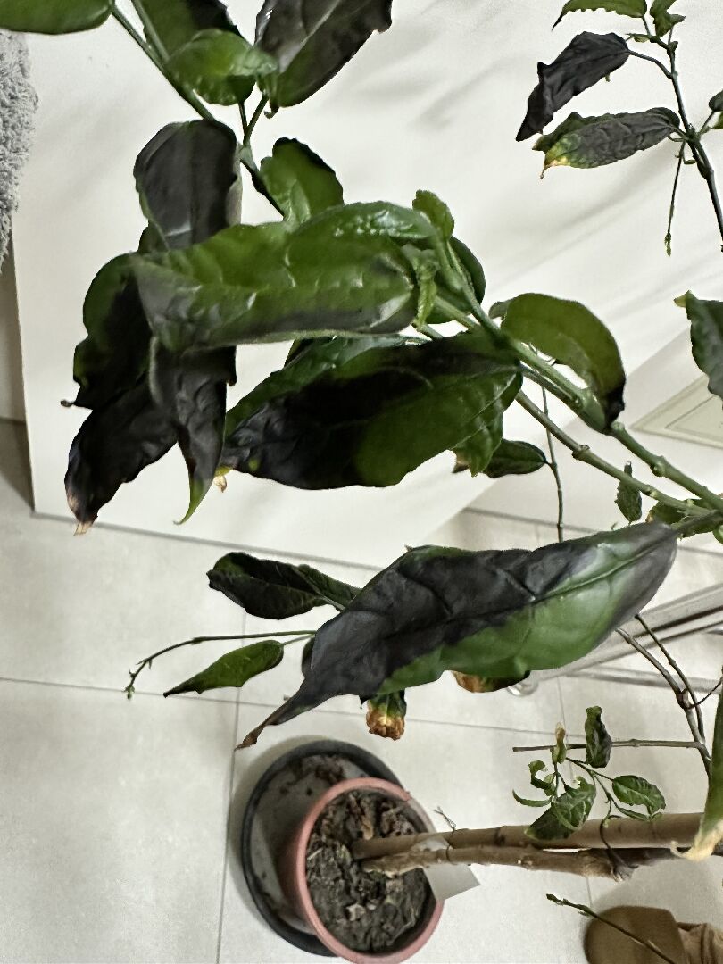 垂枝茉莉葉面發黑