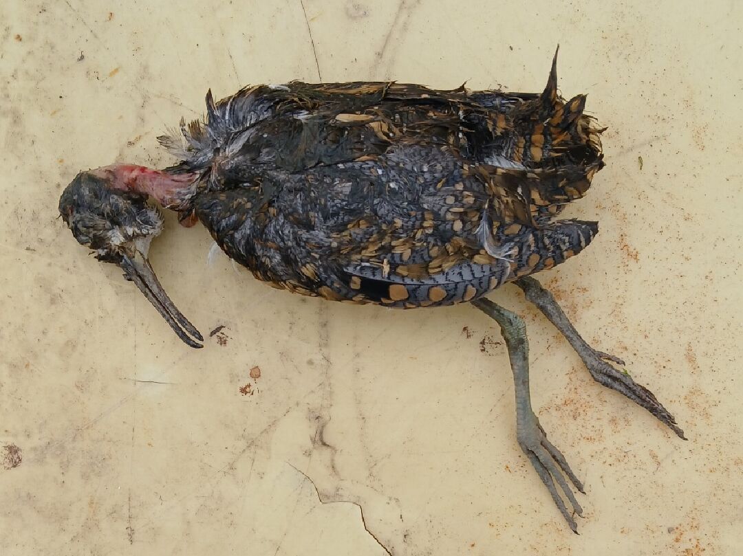 請問這是什麼鳥?