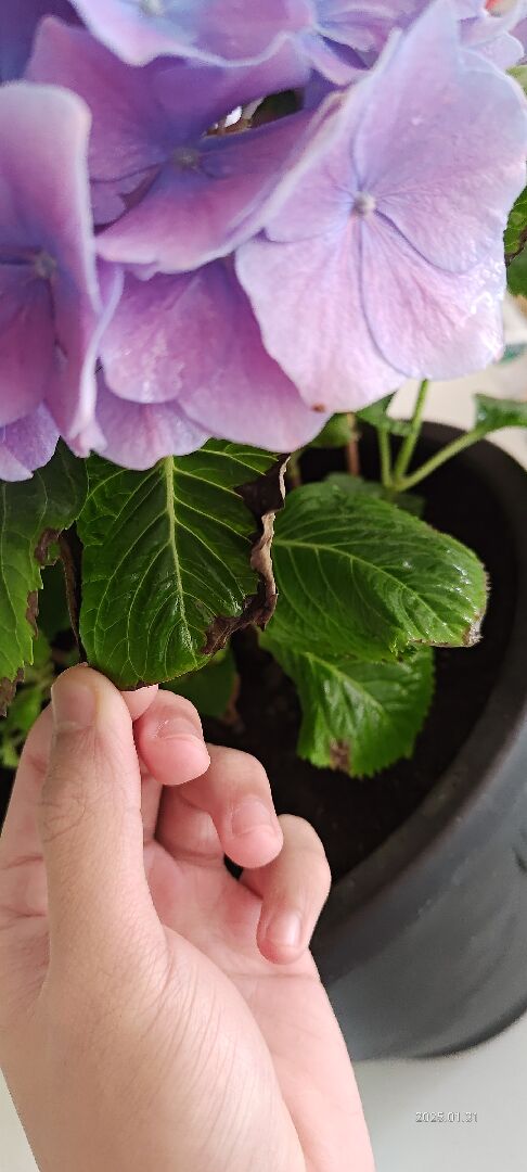 繡球花的葉緣和花的都有變黃和枯萎