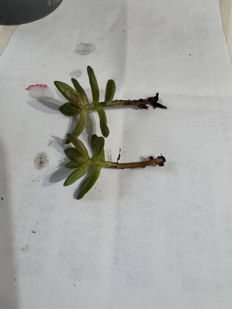 請問這多肉怎麼救