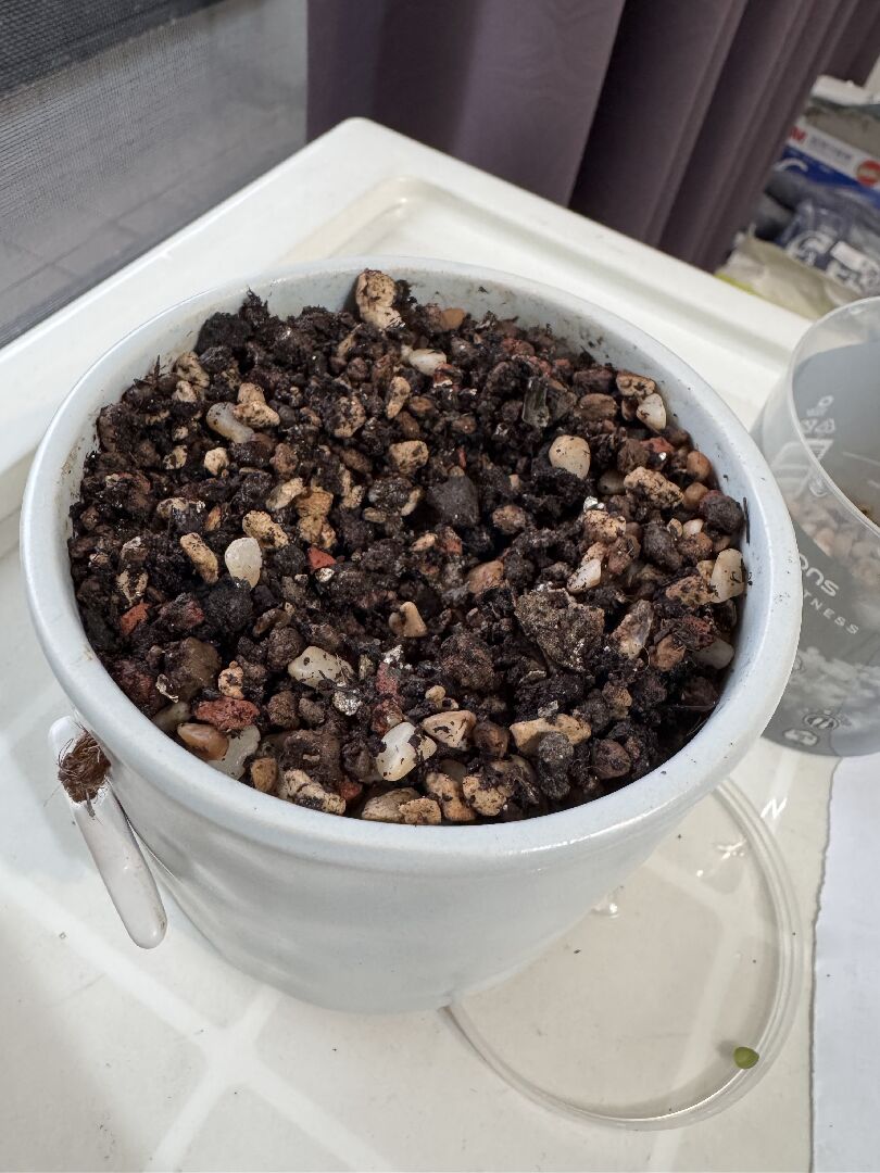 請問這多肉怎麼救