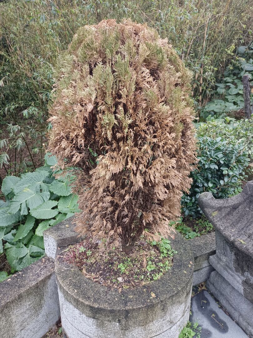 黃金扁柏整株變枯黃色